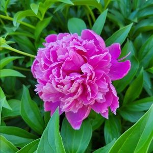 Meet your Posher, Carol